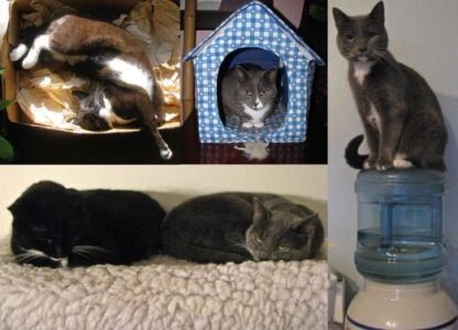 Got Cats? Recycle, Repurpose, Reuse in the Garden! Image